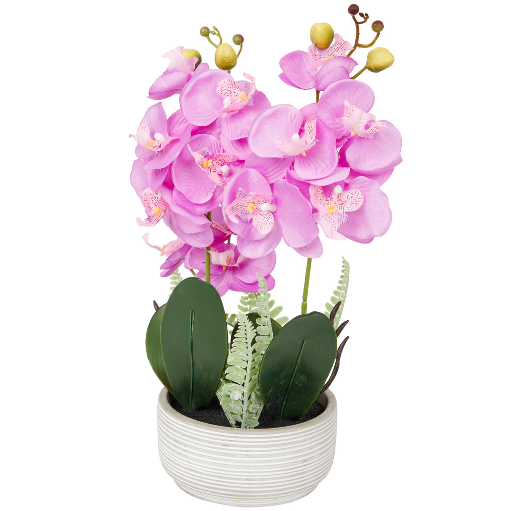 Orchidee In Pot Aanbieding Bij Action