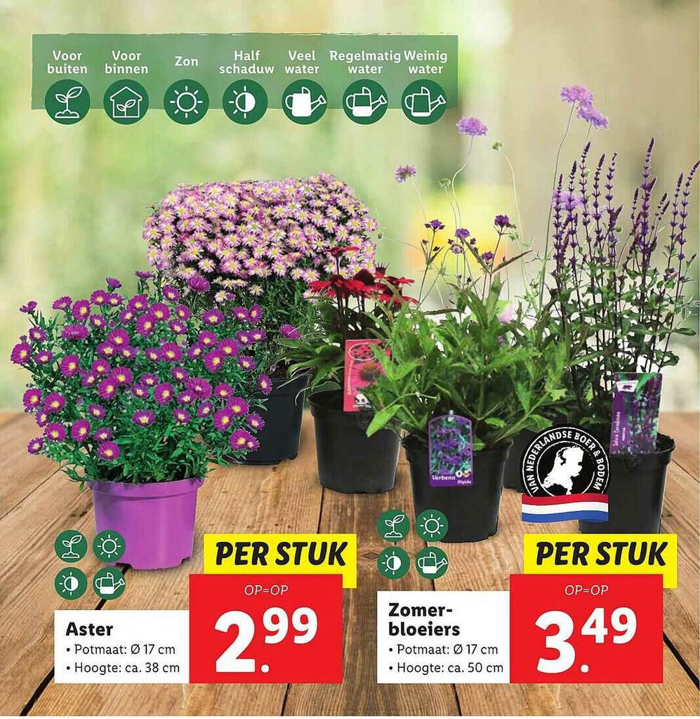 Aster Of Zomerbloeiers Aanbieding Bij Lidl