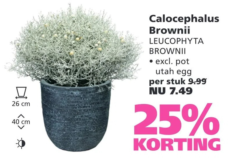 Calocephalus Brownii Leucophyta Aanbieding Bij Ranzijn