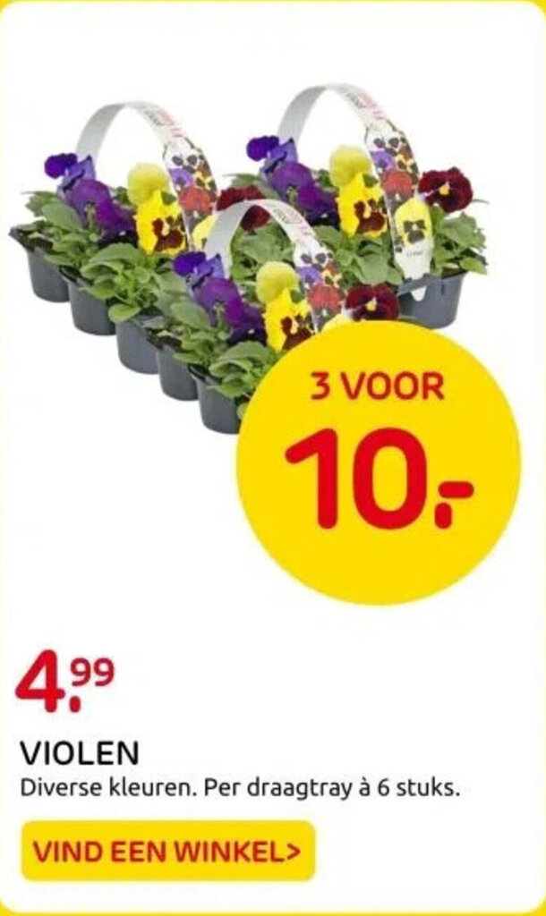 Violen Stuks Aanbieding Bij Praxis