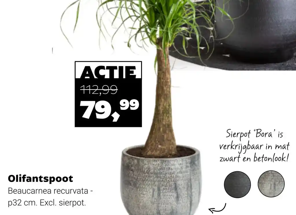 Olifantspoot Aanbieding Bij Tuincentrum Osdorp