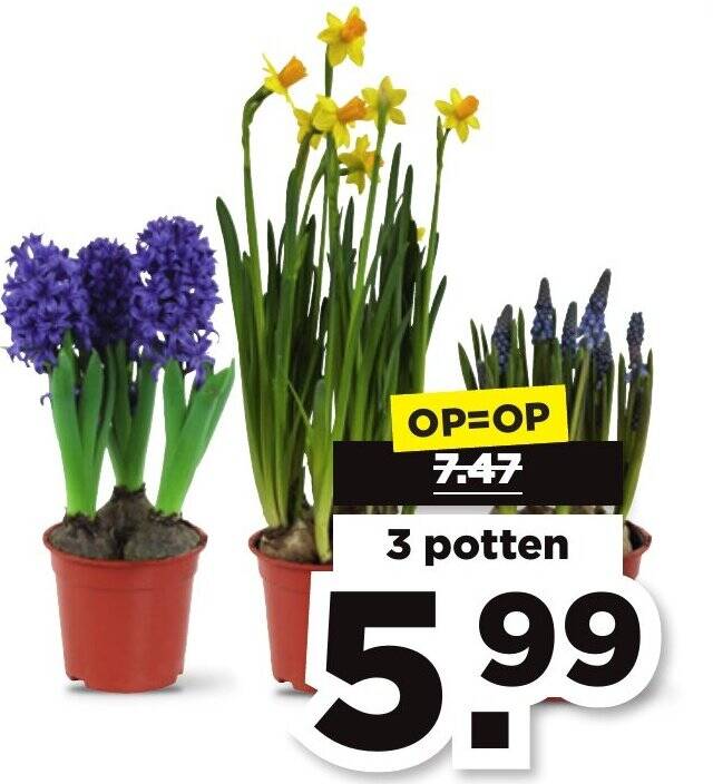 Blauwe Druifjes Narcissen Of Hyacinten Aanbieding Bij PLUS