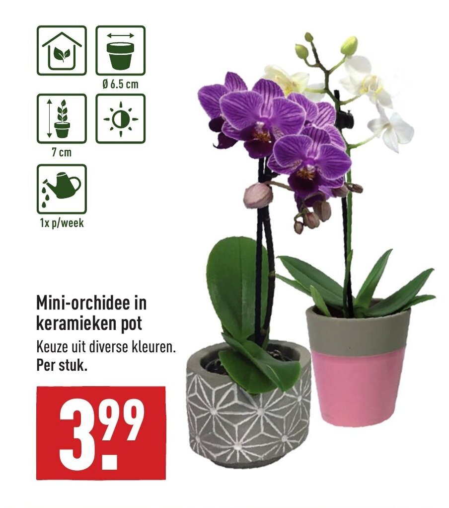 Mini Orchidee In Keramieken Pot Per Stuk Aanbieding Bij Aldi