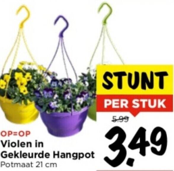 Violen In Gekleurde Hangpot Potmaat 21 Cm Aanbieding Bij Vomar