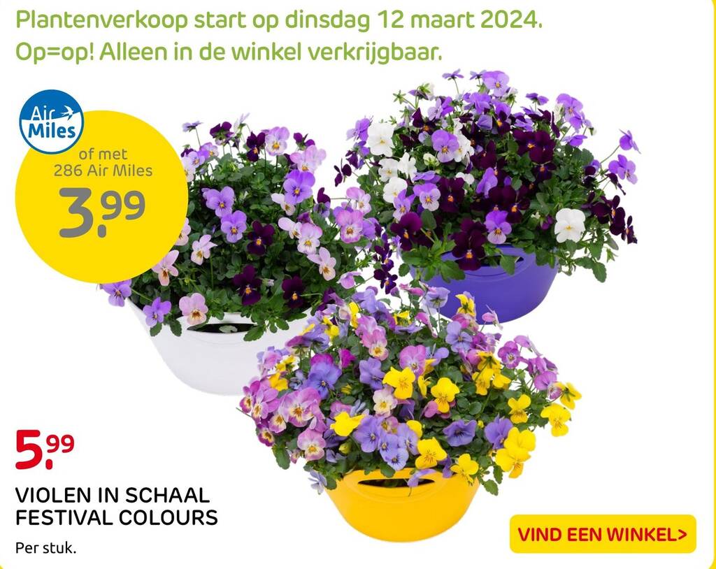 Violen In Schaal Festival Colours Aanbieding Bij Praxis