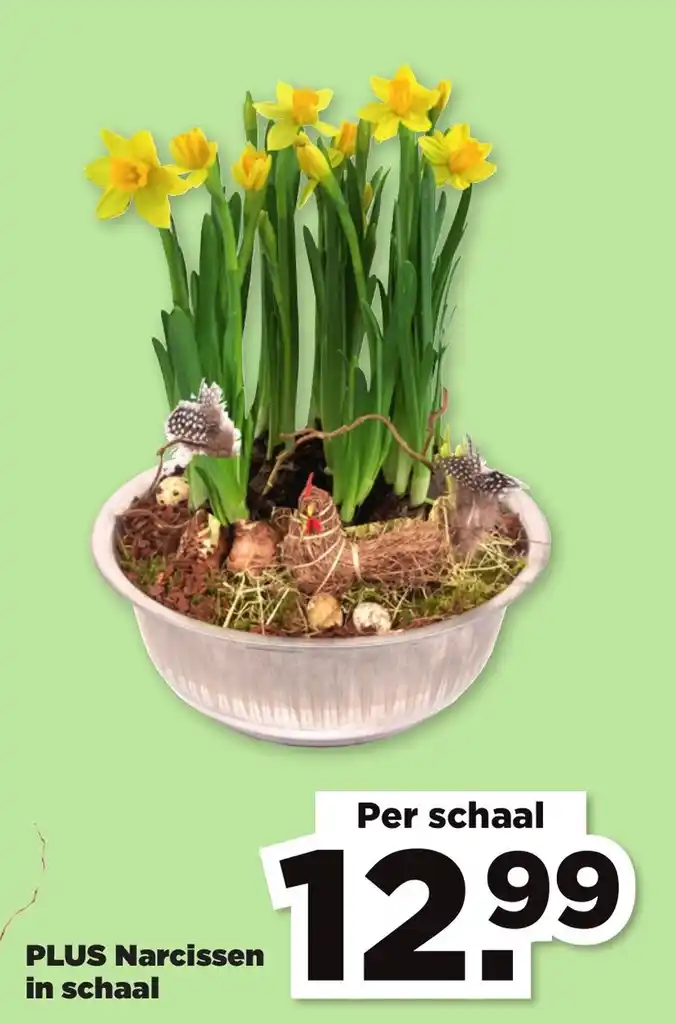 Narcissen In Schaal Per Schaal Aanbieding Bij Plus