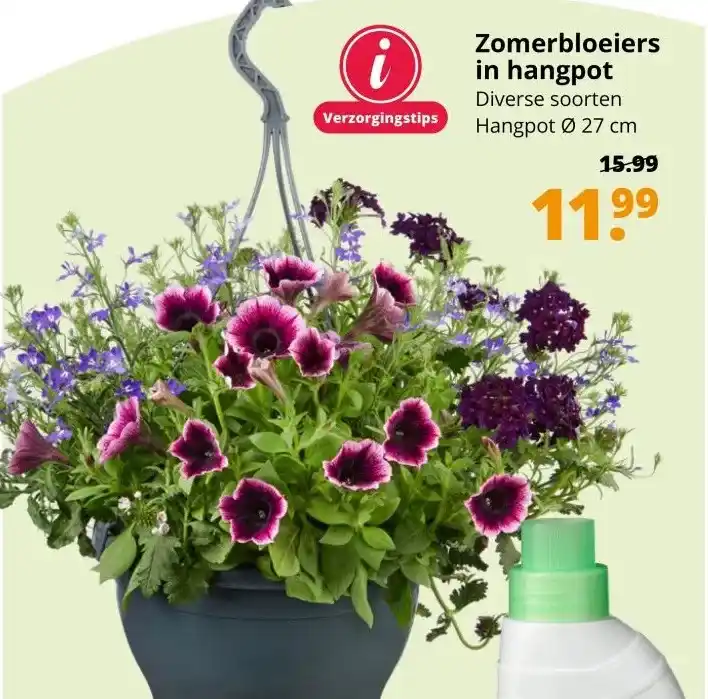 Zomerbloeiers In Hangpot Aanbieding Bij GroenRijk