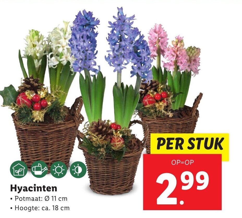 Hyacinten Aanbieding Bij Lidl