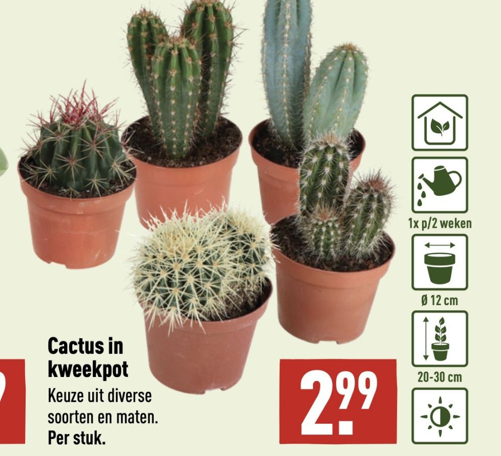 Cactus In Kweekpot Aanbieding Bij Aldi