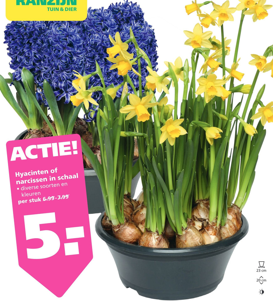 Hyacinter Narcissen In Schaal Aanbieding Bij Ranzijn