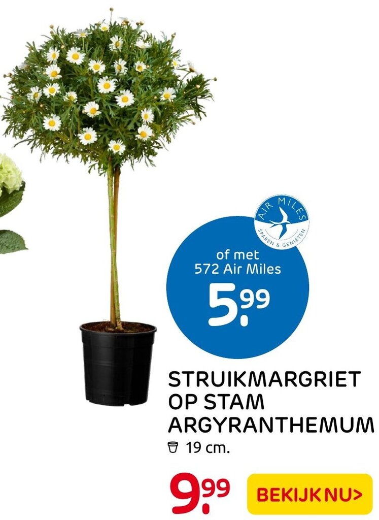 Struikmargriet Op Stam Argyranthemum 19cm Aanbieding Bij Praxis