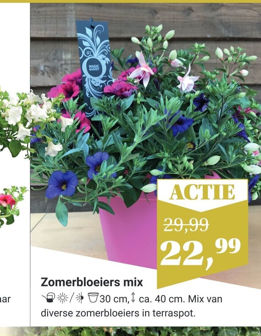 Zomerbloeiers Mix 30 Cm Ca 40 Cm Aanbieding Bij TuinWereld