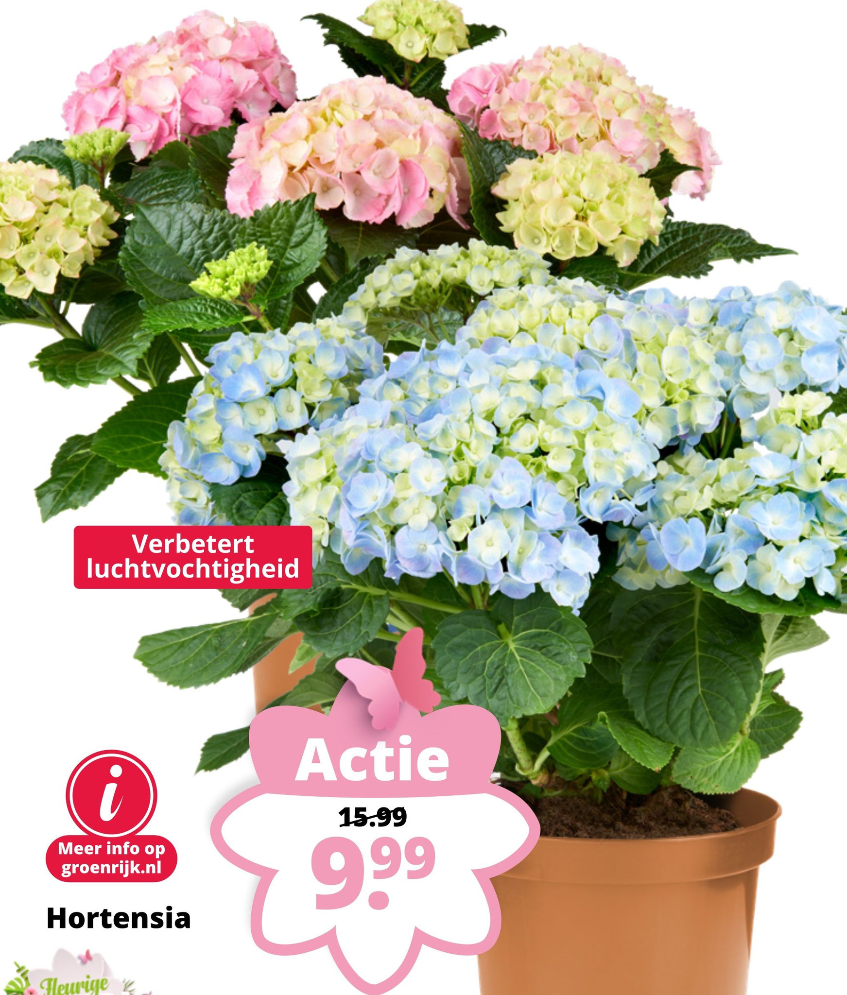 Hortensia Aanbieding Bij Groenrijk