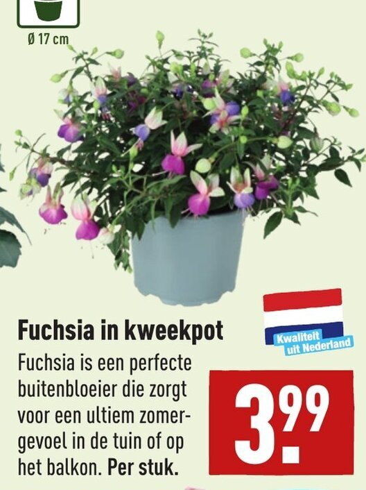 Fuchsia In Kweekpot Aanbieding Bij ALDI