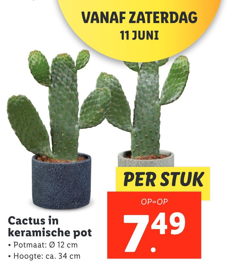 Cactus In Keramische Pot Aanbieding Bij Lidl