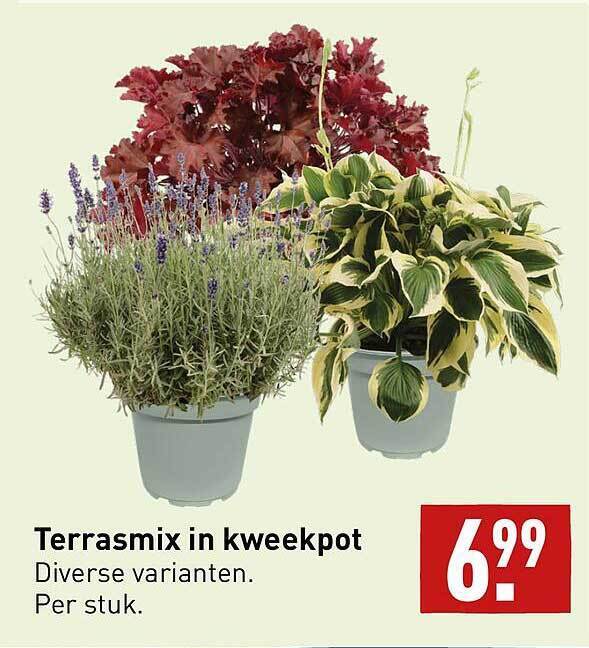 Terrasmix In Kweekpot Aanbieding Bij Aldi