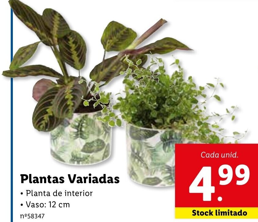 Promo O Plantas Variadas Em Lidl