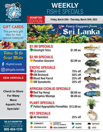 flyer-cover