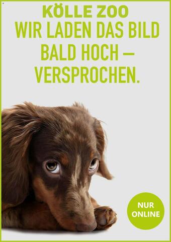 Kölle Zoo Prospekt (gültig bis 6-01)