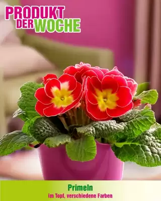 Blumen B&B Flugblatt (gültig bis 28-01)