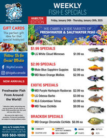 Big Al&#x27;s Pets flyer week 4 Page 1