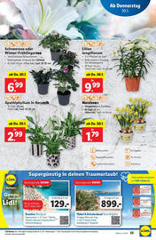 Lidl Flugblatt woche 5 Seite 25