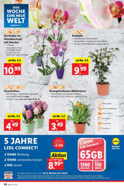 Lidl Flugblatt woche 5 Seite 26