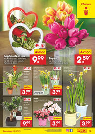 Netto Marken-Discount Prospekt Seite 31