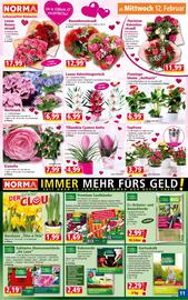 Norma Flugblatt woche 7 Seite 11