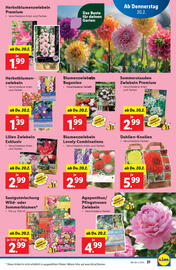 Lidl Flugblatt woche 8 Seite 21