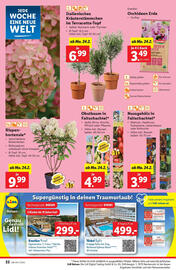 Lidl Flugblatt woche 8 Seite 24