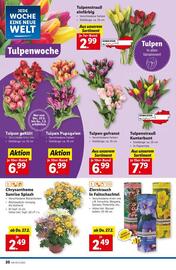 Lidl Flugblatt woche 9 Seite 23