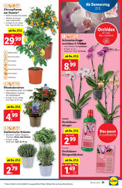 Lidl Flugblatt woche 9 Seite 23