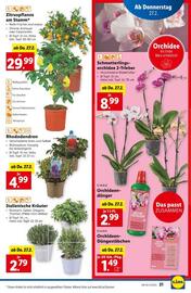 Lidl Flugblatt woche 9 Seite 24