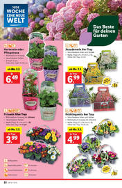 Lidl Flugblatt woche 9 Seite 24