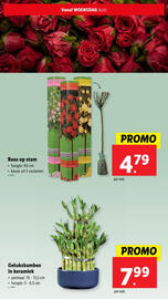 Lidl folder week 9 Pagina 33