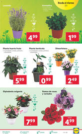 Folleto Lidl semana 10 Página 9