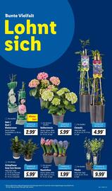 Lidl Prospekt woche 11 Seite 11