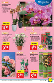 Lidl Flugblatt Seite 29