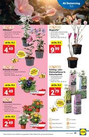 Lidl Flugblatt woche 11 Seite 30