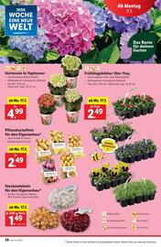 Lidl Flugblatt woche 11 Seite 33