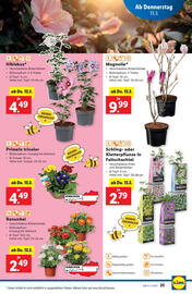 Lidl Flugblatt woche 11 Seite 29