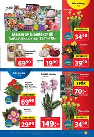 Lidl reklamblad vecka 12 Sida 19