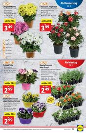 Lidl Flugblatt woche 12 Seite 30