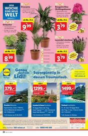 Lidl Flugblatt woche 13 Seite 29