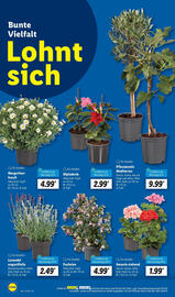 Lidl Prospekt Seite 6