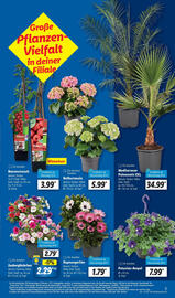 Lidl Prospekt Seite 7