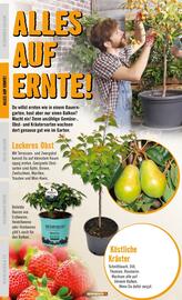 Hornbach Flugblatt Seite 10