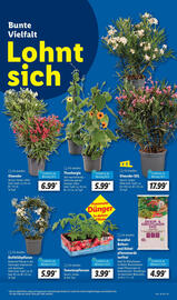 Lidl Prospekt woche 18 Seite 5
