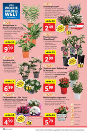 Lidl Flugblatt woche 18 Seite 28